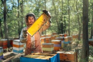 Beekeeper harvest honey.